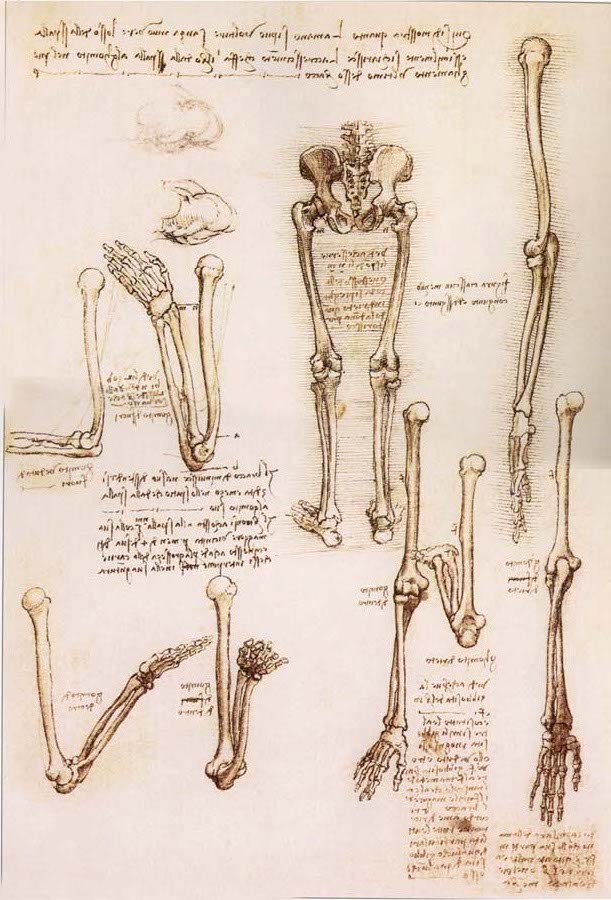 Anatomical studies of the basin of the Steibeins and the lower Gliedmaben of a woman and study of the rotation of the arms